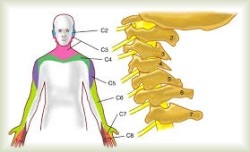 pain in one side of neck and shoulder