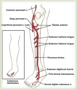 trapped nerve in big toe