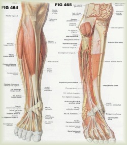 pinched nerve in big toe symptoms